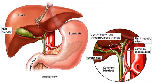 Detail Gambar Hati Pada Manusia Nomer 50