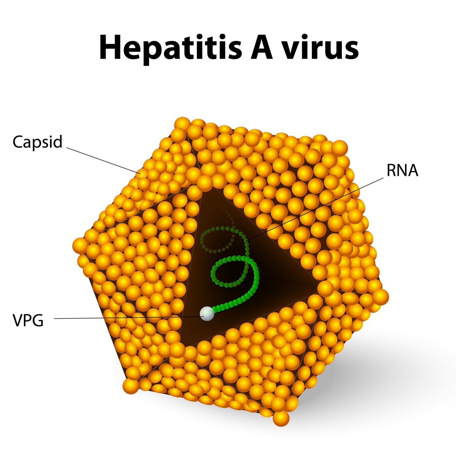 Detail Gambar Hepatitis A Nomer 5