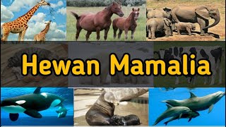 Detail Gambar Hewan Mamalia Beserta Namanya Nomer 19