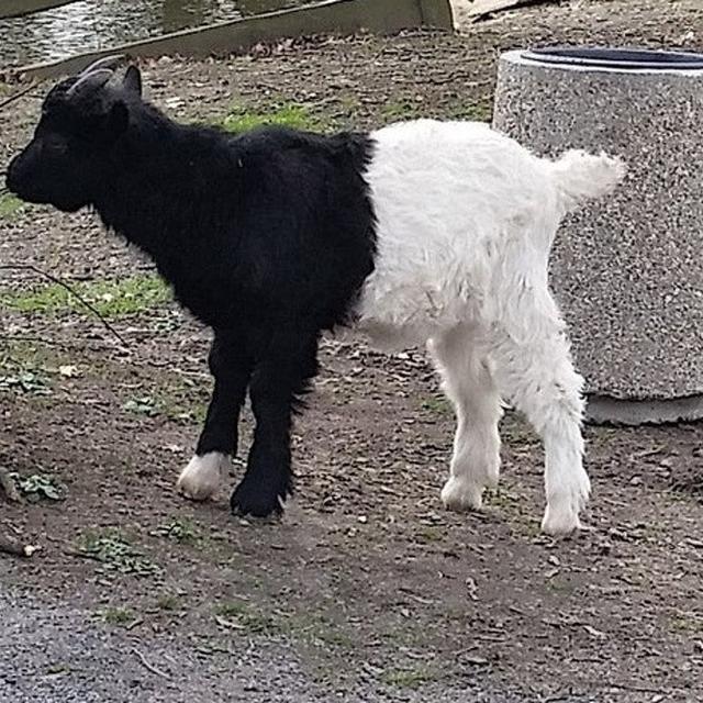 Detail Gambar Hewan Peliharaan Kambing Hitam Putih Nomer 25