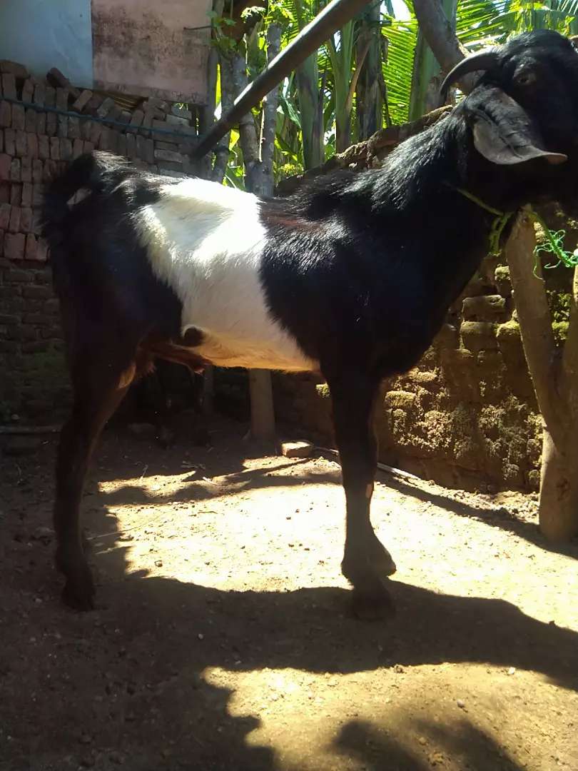 Detail Gambar Hewan Peliharaan Kambing Hitam Putih Nomer 31