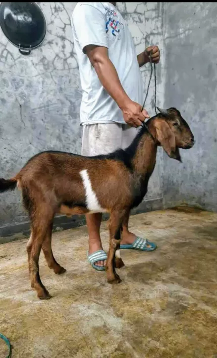 Detail Gambar Hewan Peliharaan Kambing Hitam Putih Nomer 43