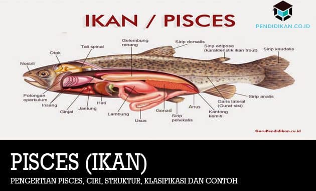 Detail Gambar Hewan Pisces Nomer 33