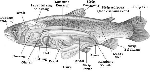 Detail Gambar Hewan Pisces Nomer 37