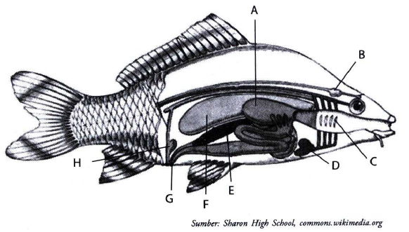 Detail Gambar Hewan Pisces Nomer 40
