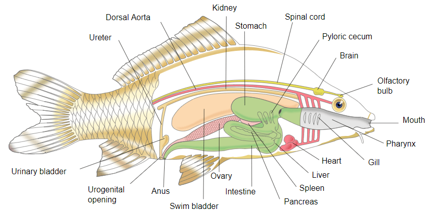 Detail Gambar Hewan Pisces Nomer 42