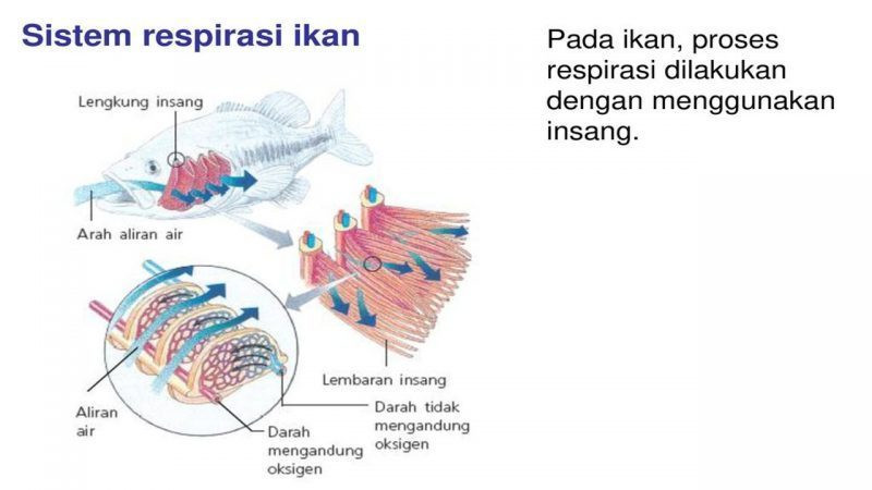 Detail Gambar Hewan Pisces Nomer 45