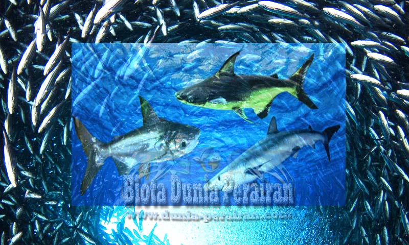 Detail Gambar Hewan Pisces Nomer 50