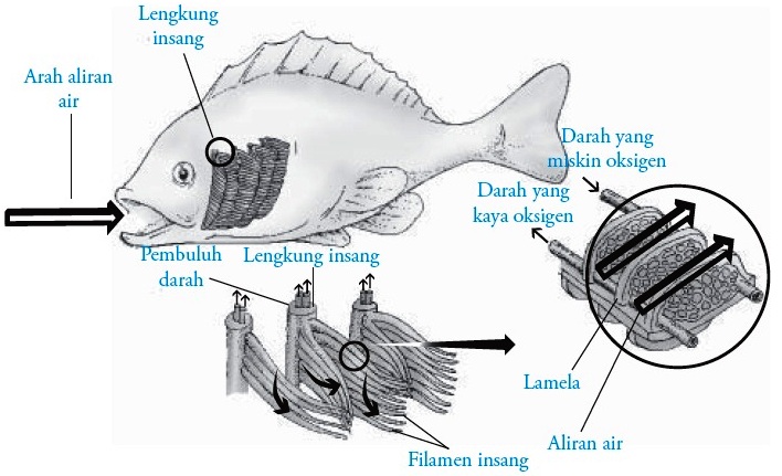 Detail Gambar Hewan Pisces Nomer 53