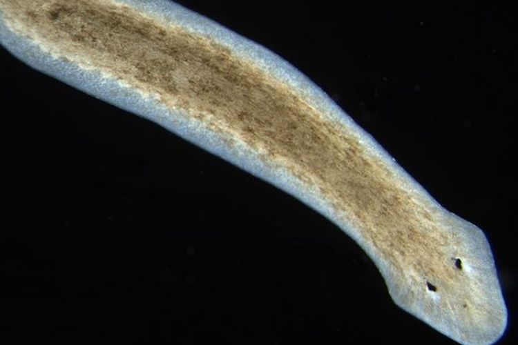 Gambar Hewan Planaria - KibrisPDR