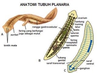 Detail Gambar Hewan Planaria Nomer 11