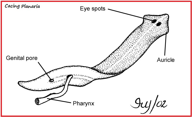 Detail Gambar Hewan Planaria Nomer 37