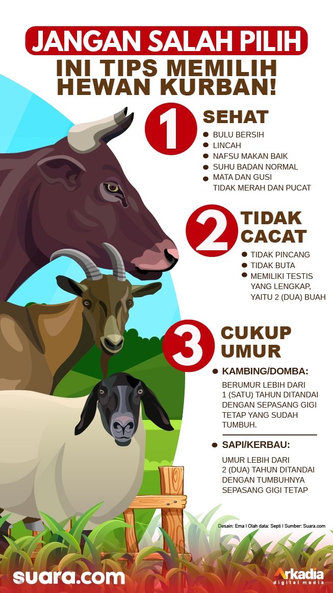 Detail Gambar Hewan Qurban Nomer 39