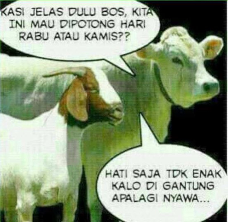 Gambar Hewan Qurban Lucu - KibrisPDR