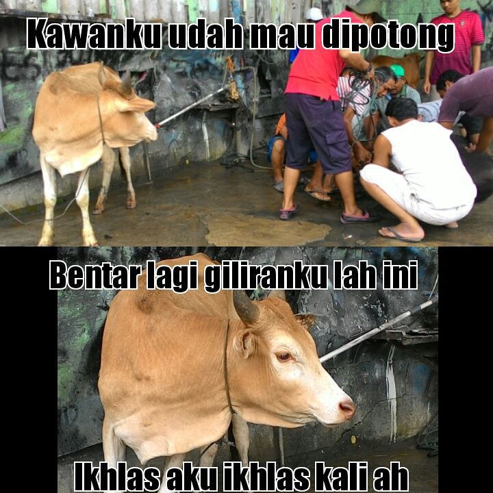 Download Gambar Hewan Qurban Lucu Nomer 12