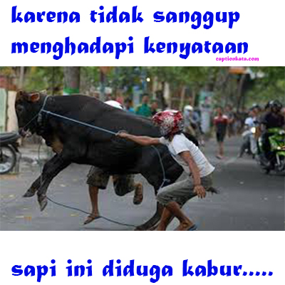 Download Gambar Hewan Qurban Lucu Nomer 18