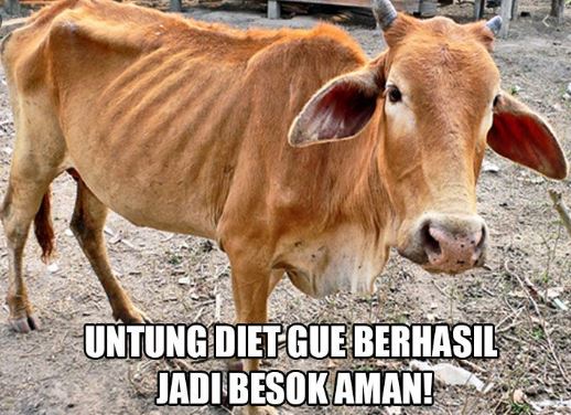 Detail Gambar Hewan Qurban Lucu Nomer 3