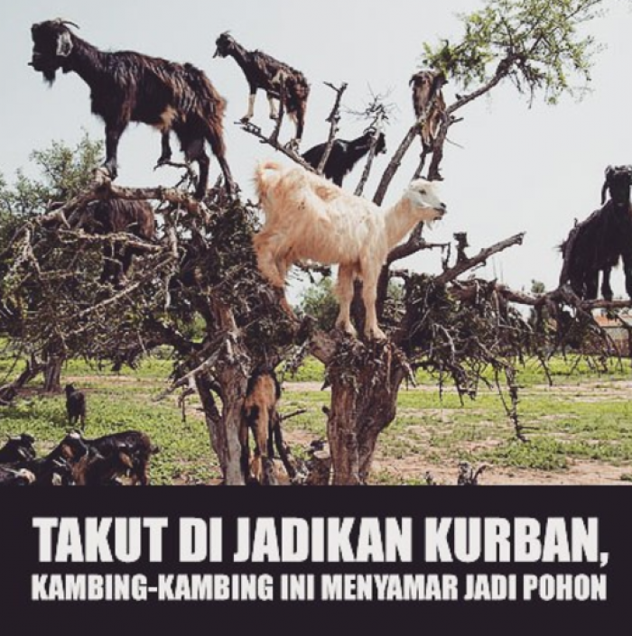 Download Gambar Hewan Qurban Lucu Nomer 20