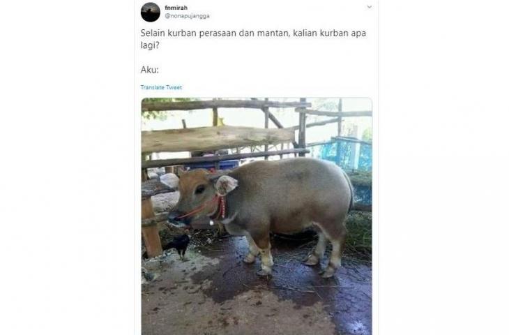 Detail Gambar Hewan Qurban Lucu Nomer 39