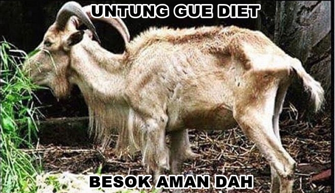 Detail Gambar Hewan Qurban Lucu Nomer 6