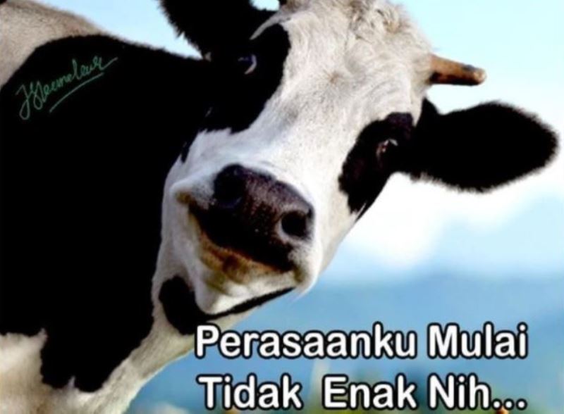 Detail Gambar Hewan Qurban Lucu Nomer 8