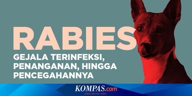 Detail Gambar Hewan Rabies Nomer 26