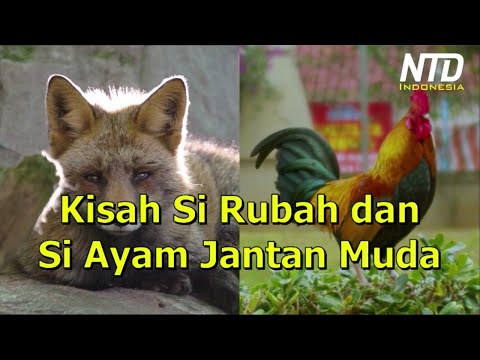 Detail Gambar Hewan Rubah Gambar Hewan Ayam Jantan Nomer 25