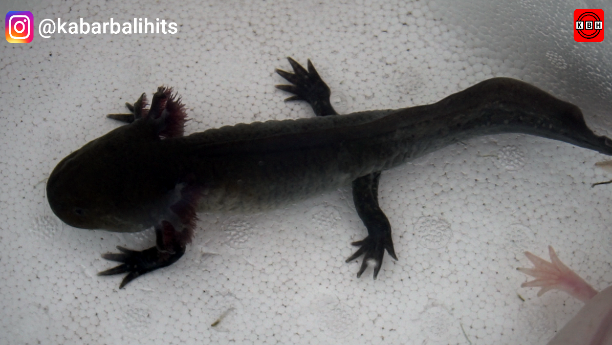 Detail Gambar Hewan Salamander Nomer 43