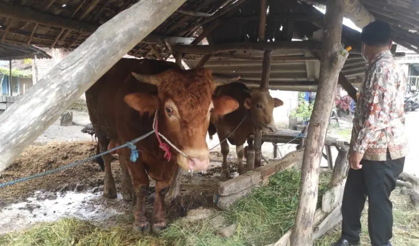 Detail Gambar Hewan Sapi Nomer 31