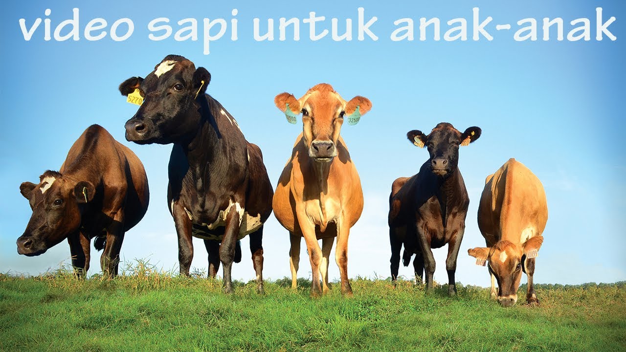 Detail Gambar Hewan Sapi Anak Anak Nomer 4