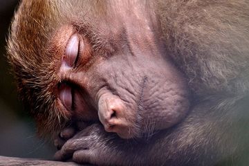 Gambar Hewan Sedang Tidur - KibrisPDR