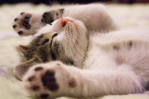 Detail Gambar Hewan Sedang Tidur Nomer 10