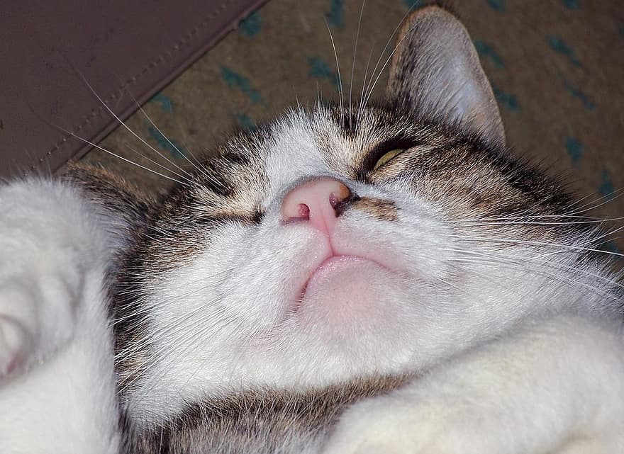 Detail Gambar Hewan Sedang Tidur Nomer 15