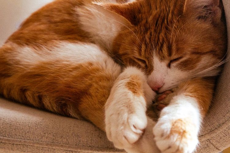 Detail Gambar Hewan Sedang Tidur Nomer 18
