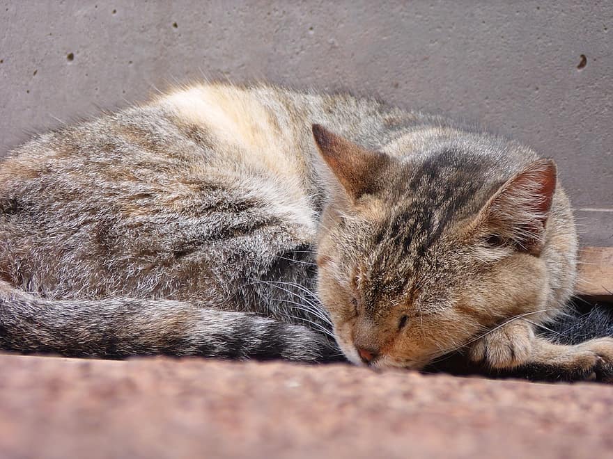 Detail Gambar Hewan Sedang Tidur Nomer 43