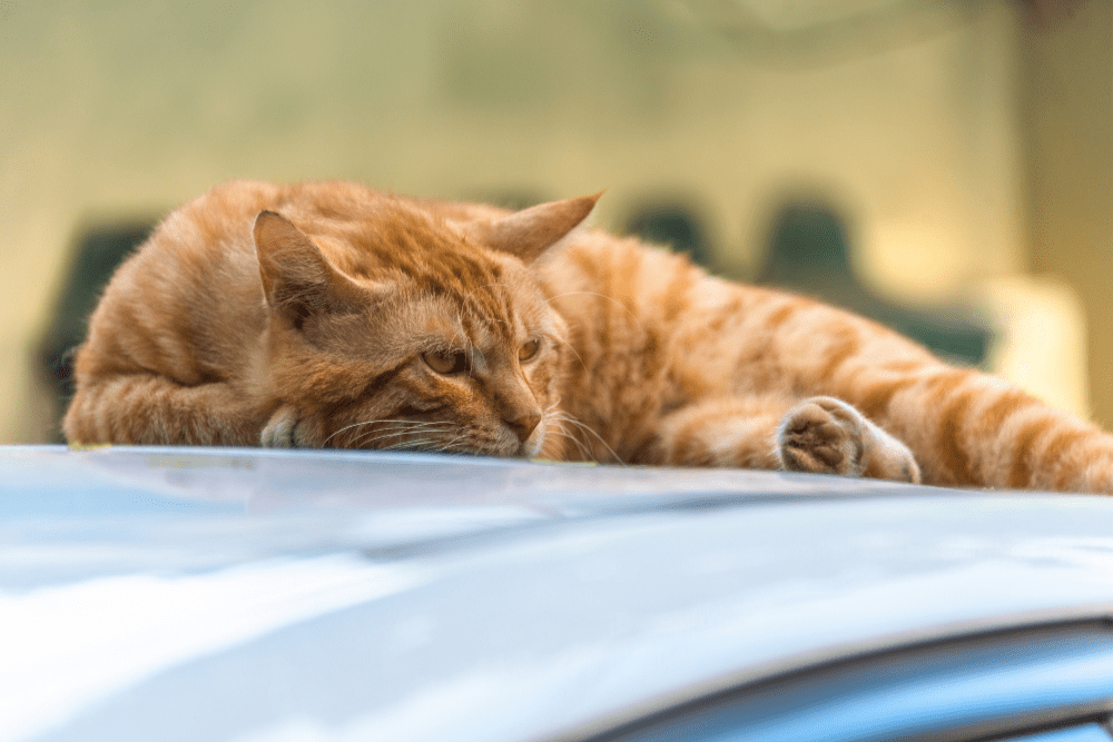 Detail Gambar Hewan Sedang Tidur Nomer 47