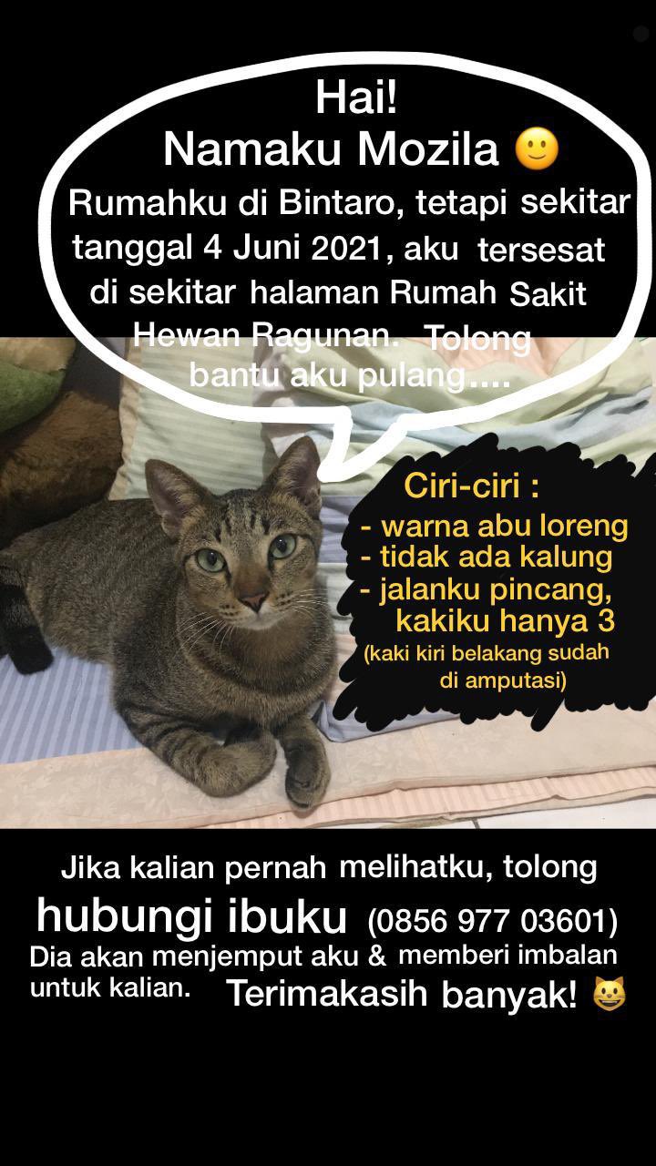 Detail Gambar Hewan Sedih Gambar Monyet Sedih Karena Siksaan Nomer 32