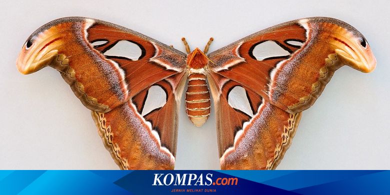 Detail Gambar Hewan Serangga Nomer 25