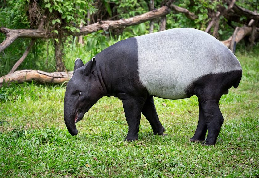 Gambar Hewan Tapir - KibrisPDR