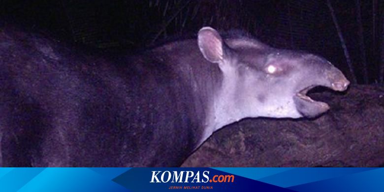 Detail Gambar Hewan Tapir Nomer 21