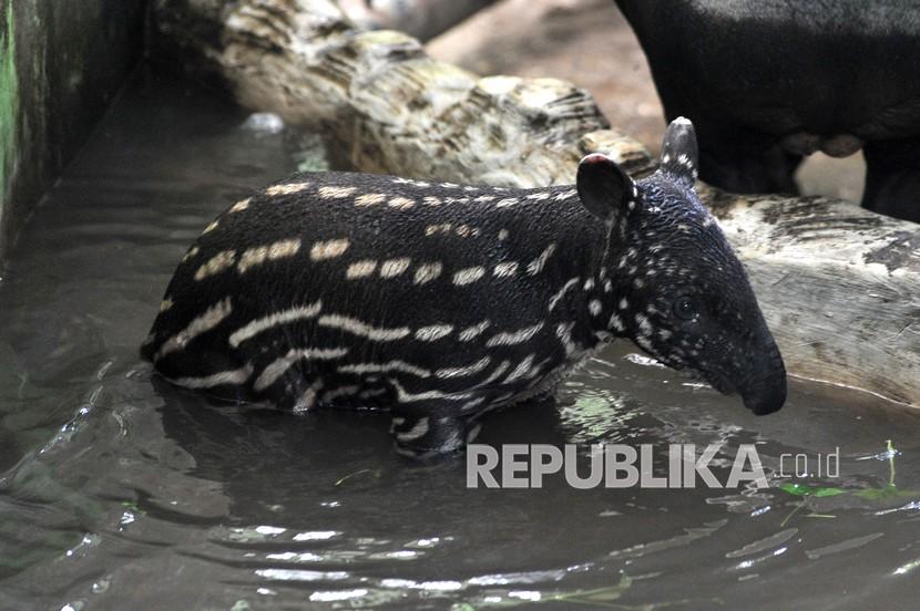 Detail Gambar Hewan Tapir Nomer 41