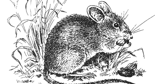 Detail Gambar Hewan Tikus Nomer 31