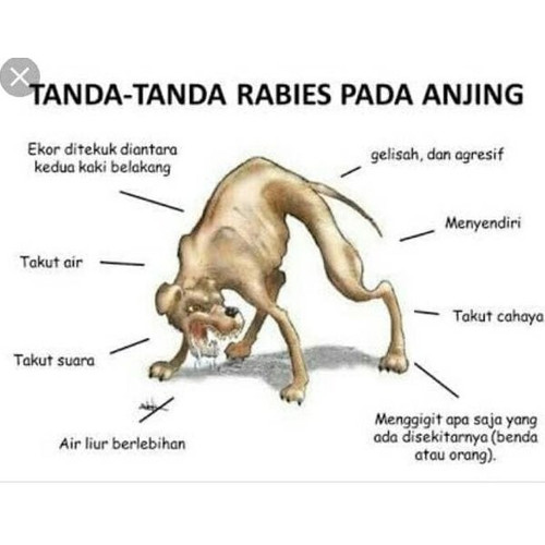 Detail Gambar Hewan Tikus Rabies Nomer 10