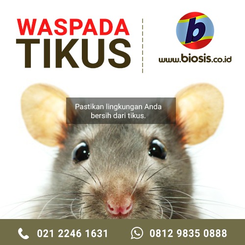 Detail Gambar Hewan Tikus Rabies Nomer 11