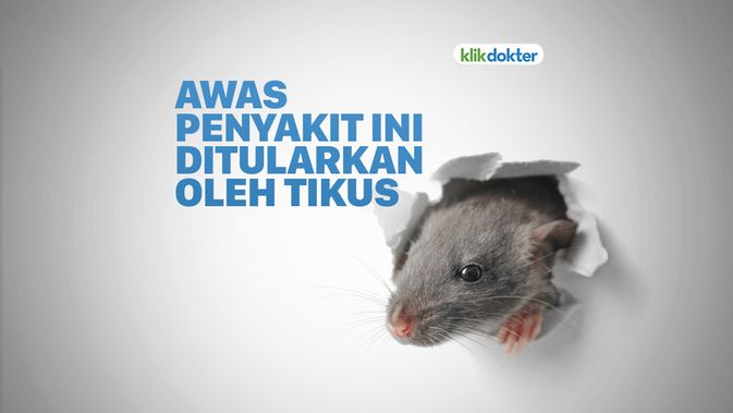 Detail Gambar Hewan Tikus Rabies Nomer 15