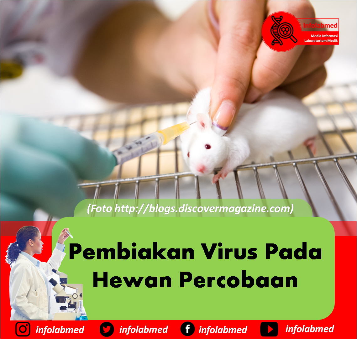 Detail Gambar Hewan Tikus Rabies Nomer 35