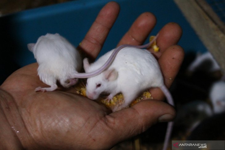 Detail Gambar Hewan Tikus Untuk Diwarnai Anak Tk Nomer 31