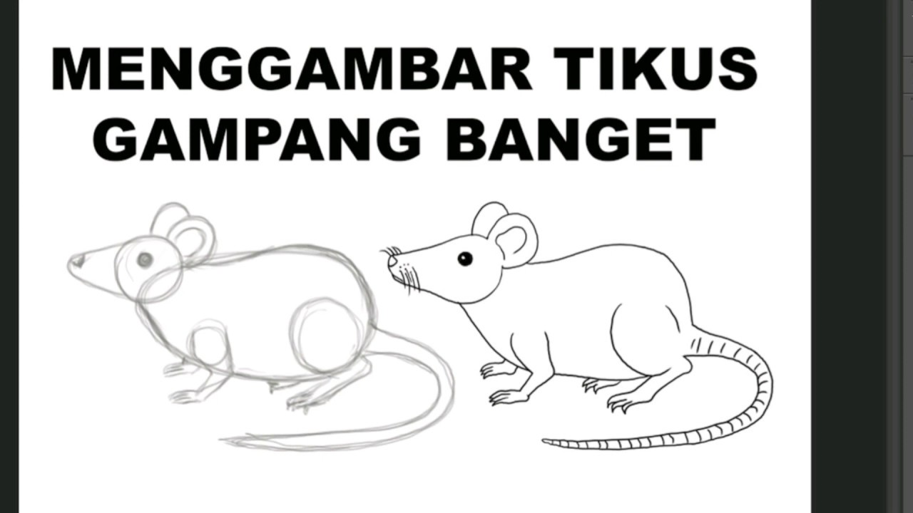 Detail Gambar Hewan Tikus Untuk Diwarnai Anak Tk Nomer 43