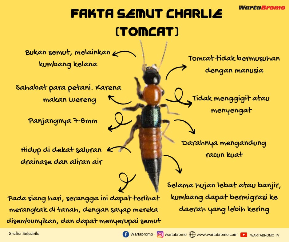 Detail Gambar Hewan Tomcat Nomer 13