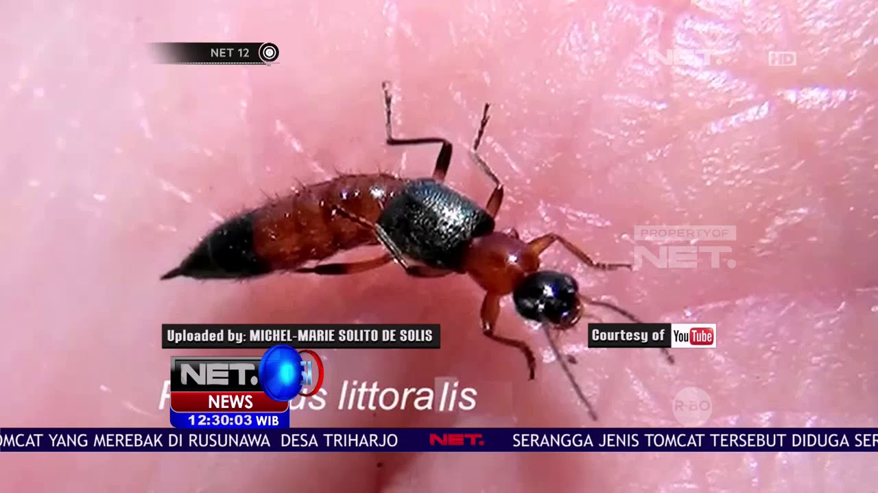 Detail Gambar Hewan Tomcat Nomer 21